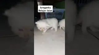 KUCING GEMOY #shorts #shortvideo #kucinglucu #kucingimut