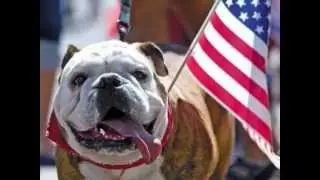Happy Fourth of July!  Patriotic Puppies - LOL!