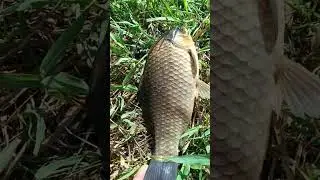 Сколько весит этот прынц? 