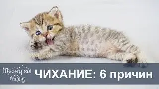 RU: My kitten SNEEZES - TOP 6 reasons why