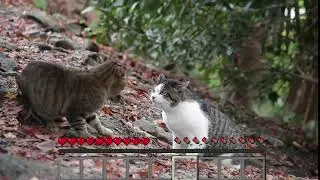Cat fight that i edited..