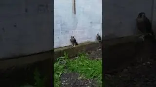 Разведение сапсана  в Украине ..
