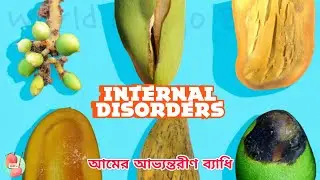 Fruit Crack, Black Tip, Jelly Seed, Spongy Tissue ? Internal Disorders of Mango - A Complete Review
