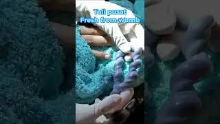 This is the shape of the umbilical cord that was just born! It's so cute 