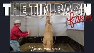 🚨 UNMISSABLE FOAL TRAINING SECRETS REVEALED! 🐴💥