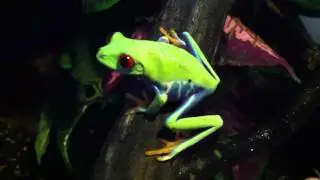 Red Eyed Tree Frog - Unboxing Update #1