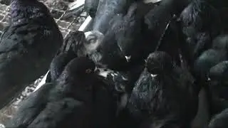 Szariki; orliki - typ lotny wileński. Poranna kąpiel.
