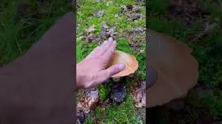 Грибочки грибочки!!!    #грибы #Гриби  #грибиукраїни #mushrooms #mushroomhunting #蘑菇 #采蘑菇