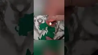 розы на заколке