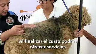 ¡Conviértete en estilista canino y felino! 🐶🐱