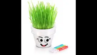 Mystery Science Grass Head Science Experiment For Kids