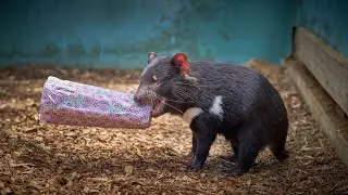Christmas at Bonorong 2021