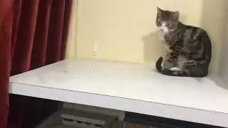 Cat chases tail