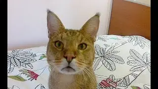 Пятачки
