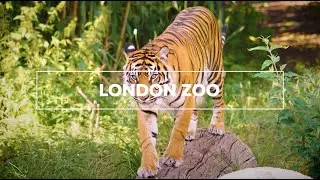 What to see at London Zoo | Visit London