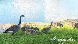 🥹 Watch These Baby Goslings