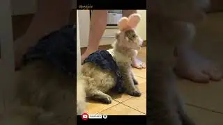 Cat in a Rabbit Hat🐰 