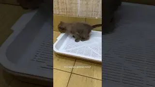 Как приучить котёнка к лотку? 