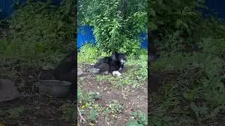 Волкособ Ральф #волкособ #волк #собака #dog