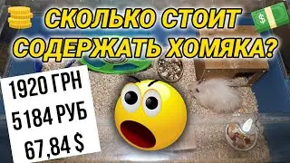 Сколько стоит содержать хомяка? Стоимость содержания сирийского и джунгарского хомяка