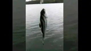 Fishing with Homemade rod (big fish) ;)