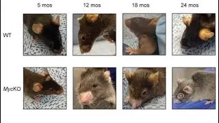Premature aging and life extension in mice by proto-oncogene Myc inactivation