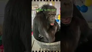 Fun With Enrichment Tubs - Save the Chimps