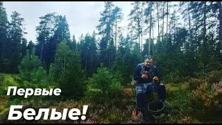 THE WHITES ARE COMING! A QUIET HUNTING IN THE PINE FOREST. MUSHROOM PICKING. VISITED THE HUT. CAM...
