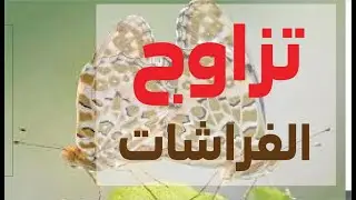 تزاوج الفراشات مقطع غريب جدا
