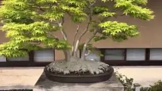 Momiji Musashi-ga-oka (The Omiya Bonsai Art Museum, Saitama)