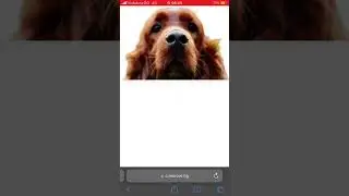 How to get iOS 16 Photos Remove Background on any phone.