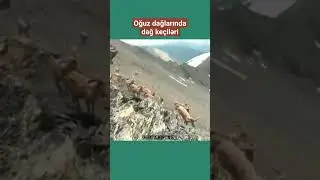 Dağ keçiləri - Azərbaycan, Oğuz