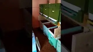 Проверка пчёл зимой #shorts