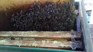 осенний осмотр семей, что осталось в семьях, сравнение с отводками