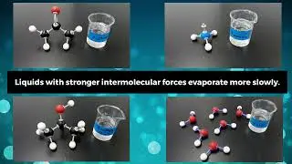 Water Evaporation and IMF's - AP Bio Lab 1.1