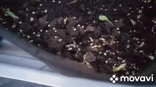 Готовое решение Поддоны и GrowNic.