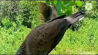 mikat perkutut diperkebunan sawit
