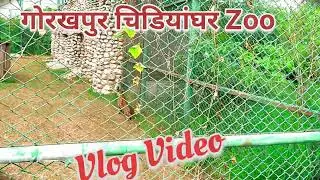 गोरखपुर चिडियाघर Zoo मे चिता Gorakhpur vlog video 🐯🐯🐯🐯 #tiger #vlogvideo #youtubevideo