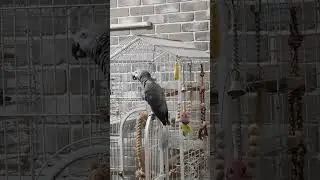 Говорящий попугай Бендер - Бородино.