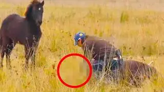 A man rescued a wild horse from a trap, but her reaction stunned him