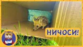 Путешествие ежика Фунтика в горы. Нашли огромного паука. Реакция наших питомцев на паука