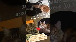 Наконец-то это случилось! Долгожданные детки мейнкун от нашей Лёли открывают алфавит питомника😻А…