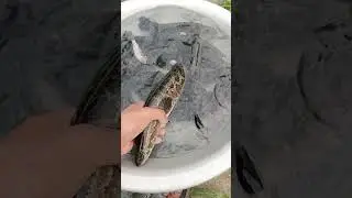 илонбалик бокиш натижани кориб бахо бераслар видео копрок таркалиши учун лайк босиб кояслар илтимос