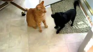 dog and cat fight round 4