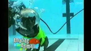Harry's Practice Amazing animals - Scuba diving dog