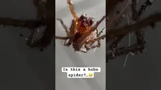 What spider is this? 🕷️🕸️