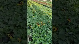 Виола гуллари 24 йил 30 август холатига https://t.me/Pituniyaflovers