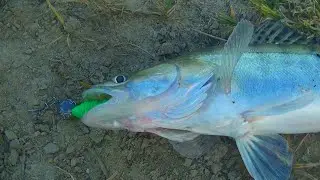 В этой яме рыба с очень острыми зубами Береговой джиг в Астрахани 2021 Вечерний выход судака и щуки