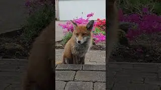 Wild Fox Posing In Front Of The Flowers 