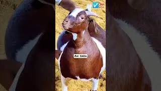 Surti collection 🐐 #cowmandi #bakraeid2023 #mandi #mandikadewana #eid #mandi2023 #cowlover #goat
